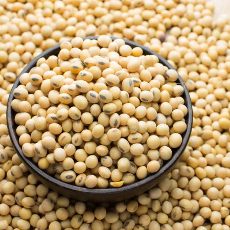 Soybean